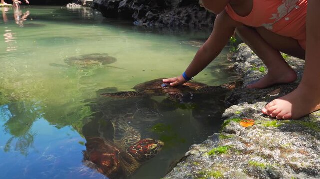 Children feeding algae to rescued green sea turtles in the natural tidal pool of Baraka Aquarium. Highlights authentic environmental education and wildlife conservation