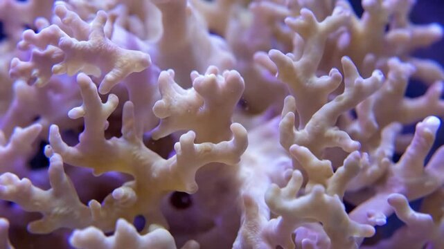 Close-up of colorful coral, showcasing vibrant underwater biodiversity.
