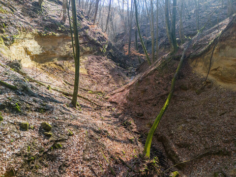 Aerial view of a desolate ravine where golden cliffs meet the earthy floor under a canopy of bare trees, creating a stark contrast, Mucin, Banska Bystrica Region, Slovakia.
