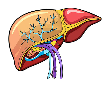 Anatomical study of the human liver with detailed blood vessels and bile ducts for medical training and healthcare professional educational materials