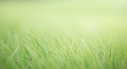 Fototapeta premium Soft focus close-up of lush green grass blades swaying gently in the breeze, evoking a sense of tranquility and natural beauty with a bright, airy feel
