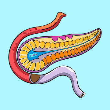 Anatomical illustration of the human pancreas showing its connection to the duodenum for medical science education and digestive health professional training