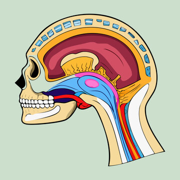 Cross section of human skull showing brain and nasal cavity for medical education and ENT professional training and clinical science research