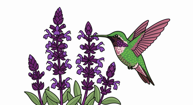 Green hummingbird with pink wings drinks nectar from purple flowers
