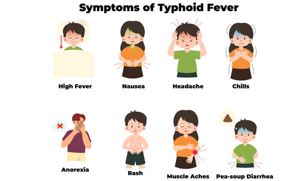 Symptoms of Typhoid Fever &ndash; Human Clinical Signs Illustration