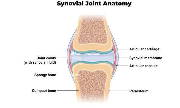 Synovial Joint Anatomy Illustration &ndash; Human Articulating Joint Structure Diagram