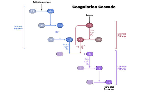 Coagulation Cascade &ndash; Blood Clotting Pathway and Hemostasis Illustration