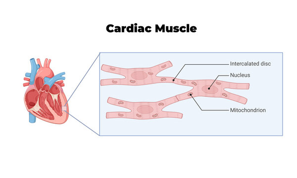 Cardiac Muscle Anatomy Illustration &ndash; Human Heart Muscle Structure Diagram