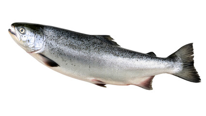 Obraz premium Isolated fresh raw whole Atlantic salmon fish with glistening scales, healthy seafood ingredient.