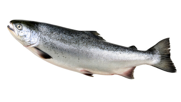 Isolated fresh raw whole Atlantic salmon fish with glistening scales, healthy seafood ingredient.