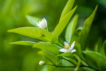 Obraz premium Fleurs d'un oranger jasmin