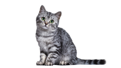 Isolated adorable silver tabby kitten with bright green eyes sitting and looking inquisitively © Aliona
