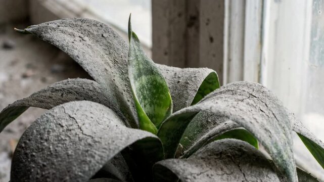 Frost coats the plant's broad leaves. Window frame frames a quiet, frosty scene. Cracked earth surrounds the plant. Natural chill lingers on the green. Frosty stillness settles around the leaves