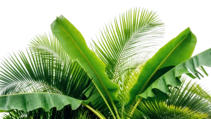Fotobehang Tropisch Isolated tropical banana and palm leaves a vibrant fresh green for natural summer design  © Aliona