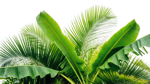 Isolated tropical banana and palm leaves a vibrant fresh green for natural summer design