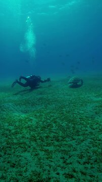 Vertical footage, Scuba diver films a sea turtle grazing on sea bottom in evening light, Backlit, Slow motion of Great Green Sea Turtle, Chelonia mydas feeding on seabed at sundown  
