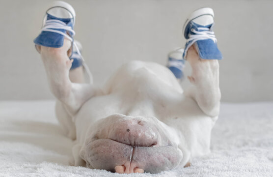 Close-up of a white Shar pei dog lying on a bed with his legs in the air wearing canvas shoes