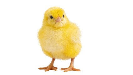 Isolated adorable fluffy yellow baby chick standing, newborn poultry animal looking forward © Aliona