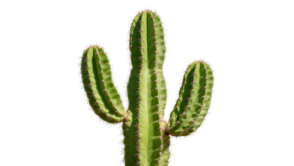 Isolated tall green multi-branched cactus with spines, a classic desert plant symbol © Aliona