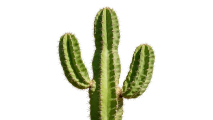 Fotobehang Cactus Isolated tall green multi-branched cactus with spines, a classic desert plant symbol  © Aliona