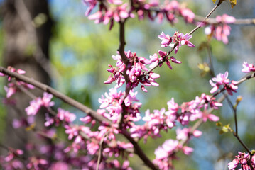 Obraz premium Flores que florecen de los arboles