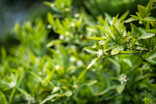Oranger jasmin en fleurs