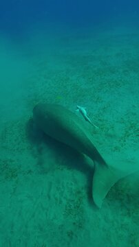 Vertical footage, Camera zooms in from above and behind Sea Cow Dugong dugon grazing on sandy-silty bottom, greedily eating green algae, with school of Golden Trevally swimming around it