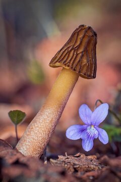 Mushroom Early Morel (Verpa bohemica) with violet flower in spring forest, edible fungus