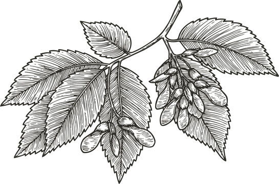 Detailed black and white illustration of a branch with elm tree leaves and winged seeds