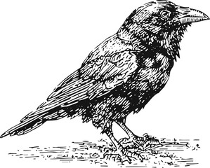 Naklejka premium Black crow bird illustration side view detailed ink drawing of perched raven on ground