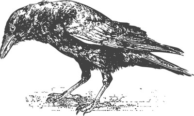 Naklejka premium Black crow illustration in vintage detailed bird sketch with textured feathers and sharp beak