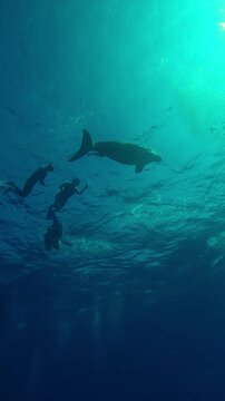 Vertical footage, Bottom view of Sea Cow, Dugong dugon swims towards surface of water in backlight, snorkelers swim closer to it, watch and film it with an action camera, Wide-angle shot 