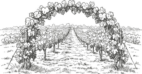 Fototapeta premium Vineyard rows with grapevine arch and clusters growing in rural agricultural landscape