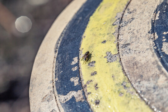 Macro d'une mouche commune pos&eacute;e sur une surface textur&eacute;e aux motifs circulaires bleus et jaunes
