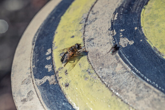 Macro d'un syrphe et d'une mouche sur une surface textur&eacute;e aux motifs circulaires jaunes et bleus
