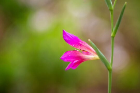 Penstemon en gros plan
