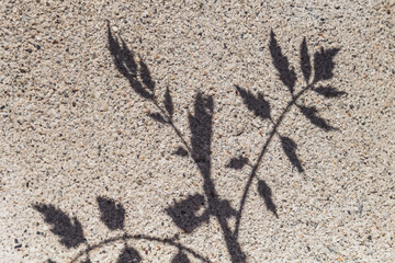 Ombre portée d'une plante sauvage sur un mur en béton texturé par une journée ensoleillé © Pyc Assaut