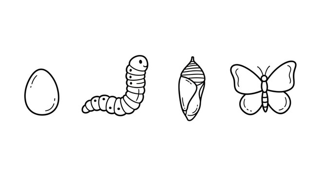 Butterfly Life Cycle Metamorphosis Stages Vector Illustration with Egg Caterpillar Chrysalis and Adult Butterfly