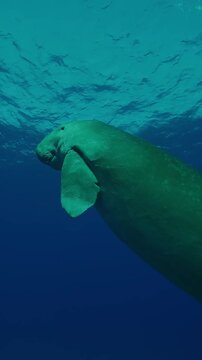 Vertical footage, Bottom view on Sea Cow, Dugong dugon swims up from the depths to the surface, Close-up, Slow motion