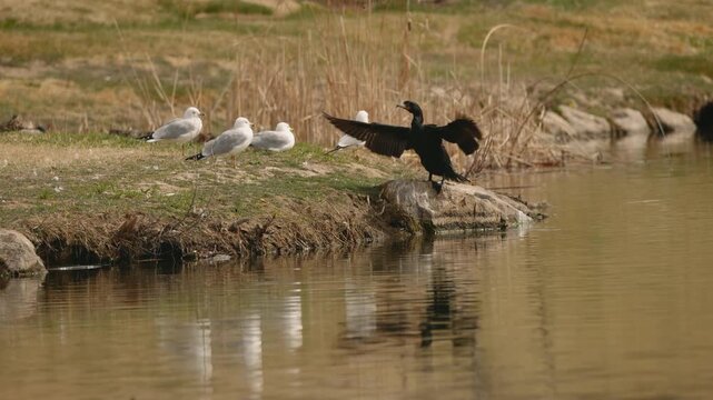 Cormorant Spreads Wings Facing Seagulls Funny Wildlife Interaction by Lake