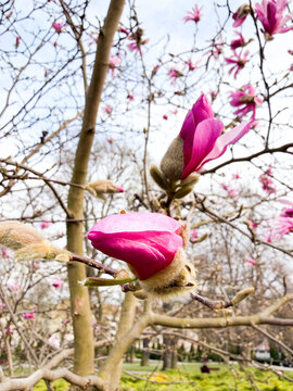 Magnolia Bud Closeup. Detailed Image Capturing Pink Magnolia Bud Against Blurred Spring Sky Backdrop