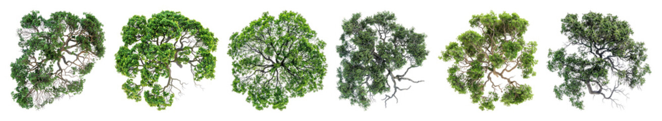 Fototapeta premium PNG Lush green tree tops variety on transparent background