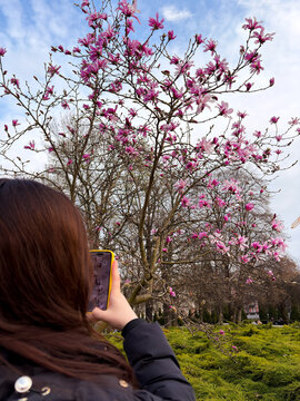 Individual Capturing Natural Scene Of Pink Magnolia Flowers With Smartphone In Park Setting