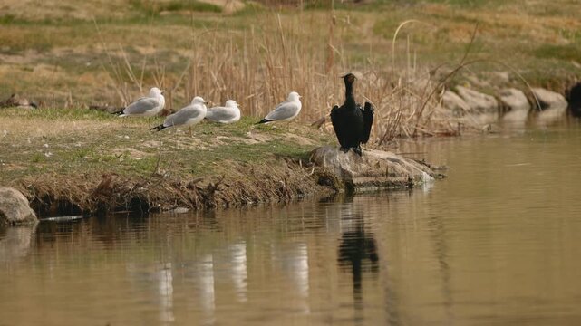 Cormorant Spreads Wings with an Audience of Seagulls