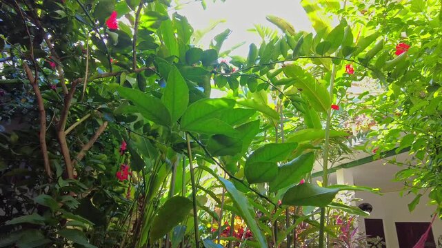 Establishing of a beautiful, lush indoor garden in an old house in Choroni, Aragua, Venezuela