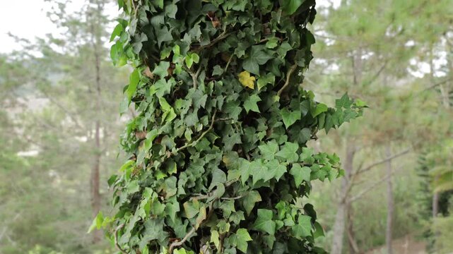 A tree trunk fully covered with vibrant green ivy leaves, creating a unique and natural texture