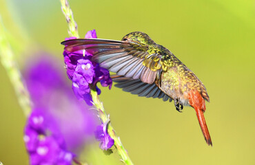colibri © victor