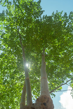 Upward perspective of a dense moringa tree (Moringa oleifera) canopy with sunlight shining through vibrant green leaves. The image captures a rich, layered foliage structure and natural light.