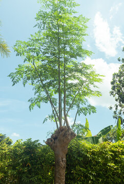A full view of a moringa tree standing tall in a lush tropical garden under a bright blue sky. The image highlights its slender trunk, spreading green foliage, and natural outdoor setting.