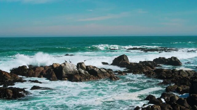 Backward flight over wild rocky reef with seabirds perched on boulders and powerful turquoise waves crashing all around under vivid blue sky. El Tabo, Chile